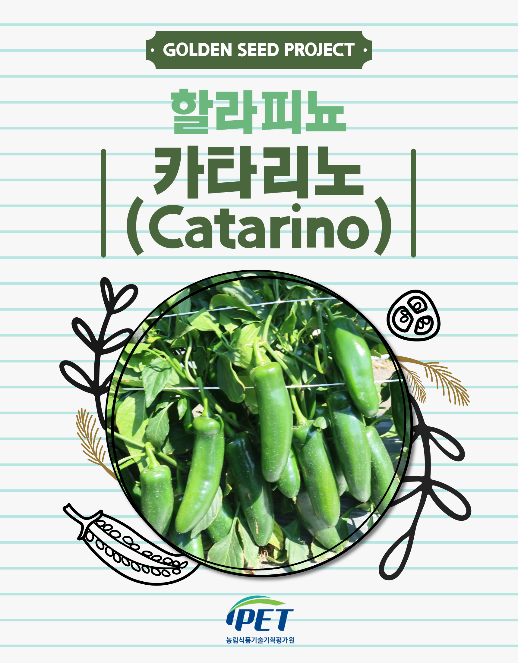 버섯 흑타리